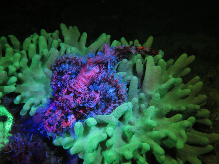SeaLife Sea Dragon Fluoaro Dual Beam Tauchlampe Videoleuchte