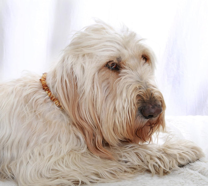 Bernsteinkette Hund, Bernsteinhalsband Hunde mit Lederband, Zeckenschutz Hunde, Flöhe Hund, Zeckensc