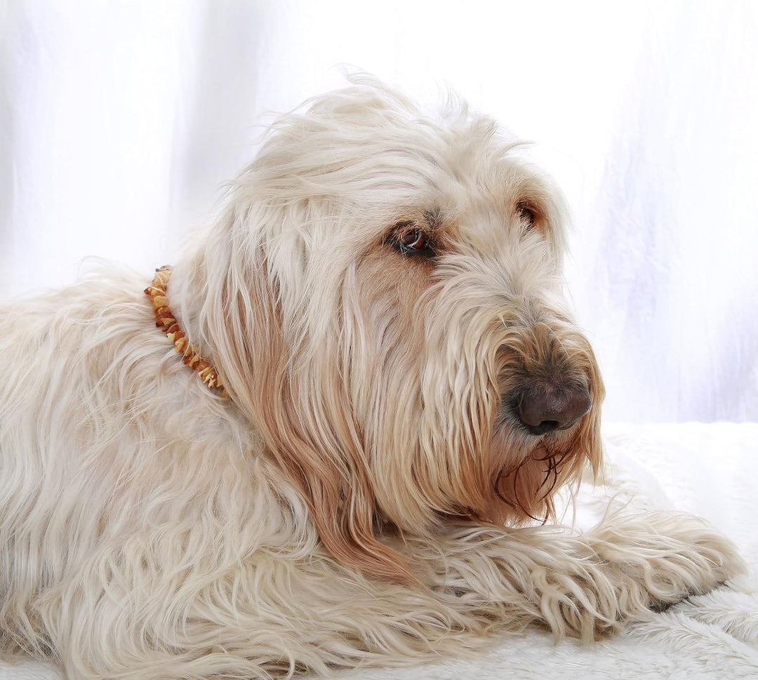 Bernsteinkette Hund, Bernsteinhalsband Hunde mit Lederband, Zeckenschutz Hunde, Flöhe Hund, Zeckensc