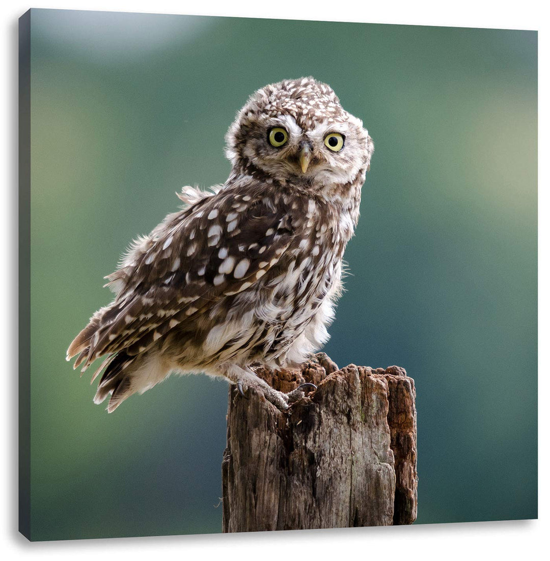 Lustige kleine Eule, Format: 70x70 auf Leinwand, XXL riesige Bilder fertig gerahmt mit Keilrahmen, K
