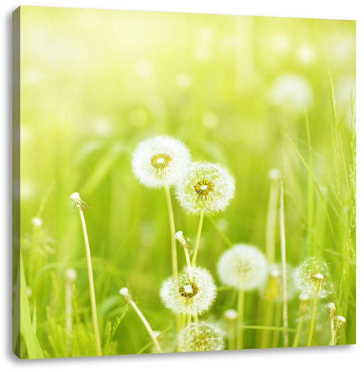Pixxprint Pusteblumen auf Frühlingswiese als Leinwandbild | Grösse: 70x70 cm | Wandbild| Kunstdruck