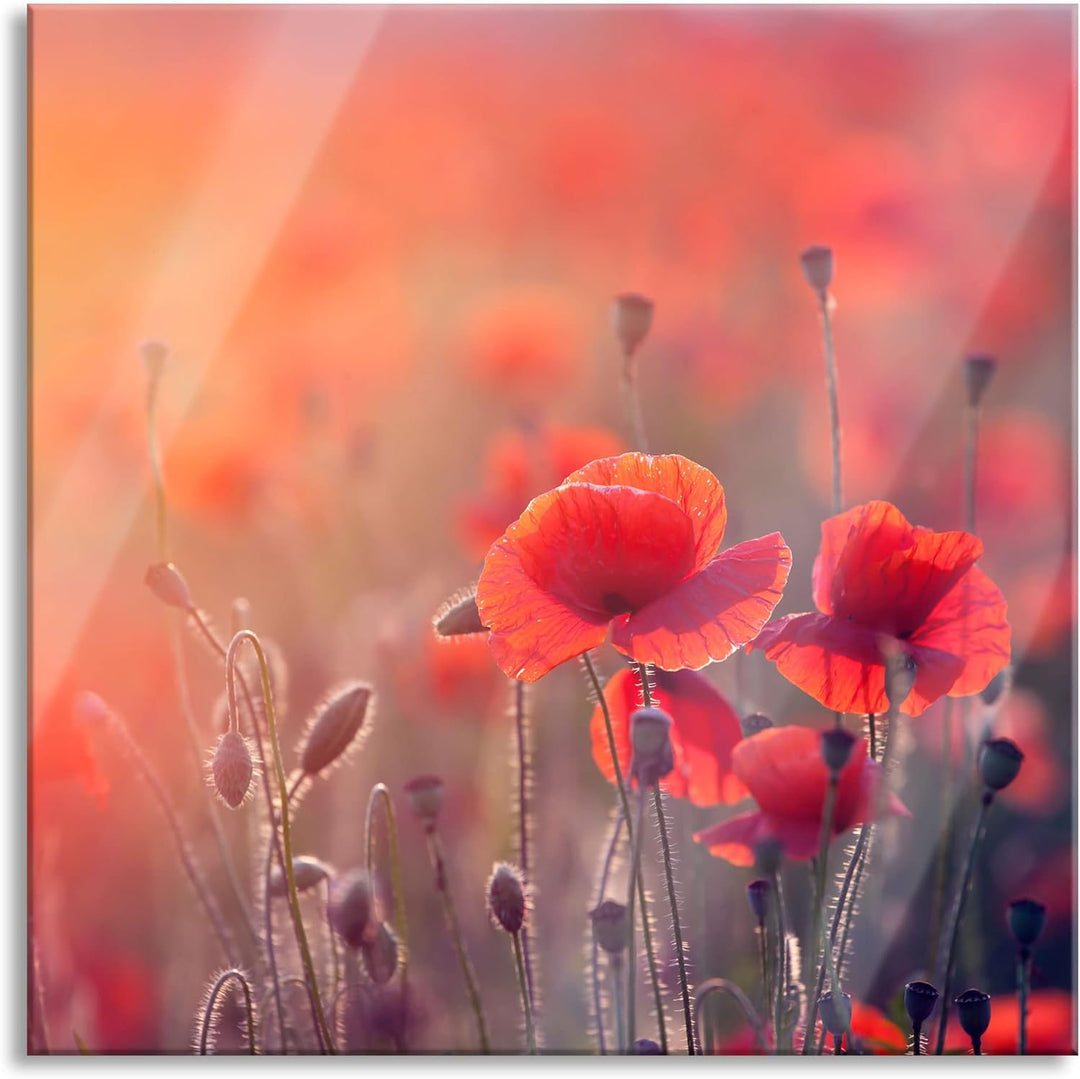 Pixxprint Glasbild | Wandbild auf Echtglas | Mohnblumenfeld | 40x40 cm | inkl. Aufhängung und Abstan