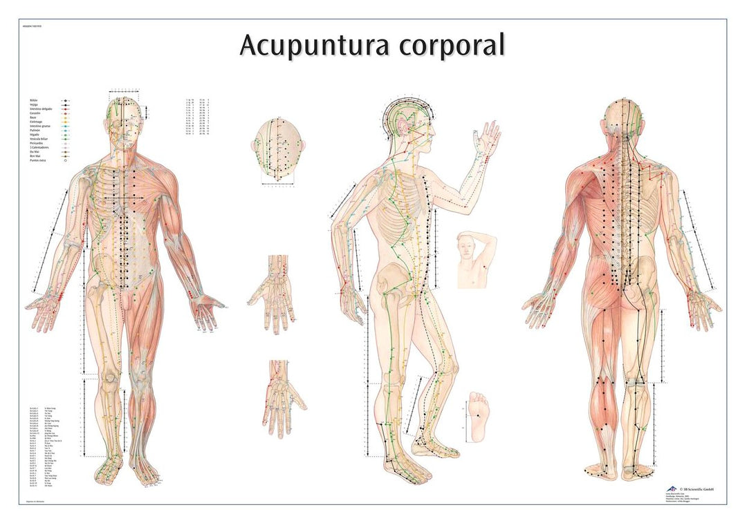 3B Scientific Lehrtafel - Acupuntura corporal - Spanisch