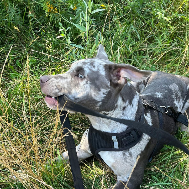Hundeleine 2.0 LOCK DOG Schnitt und bissfest + 2 Schlösser und 3 Schlüssel sicher abschliessen Leine