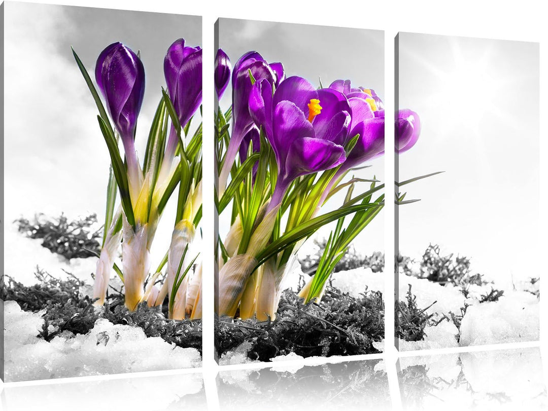 Pixxprint Kunst Frühling florwer Hintergrund als Leinwandbild/Grösse: 3 Teilig (120x80) cm/Wandbild/