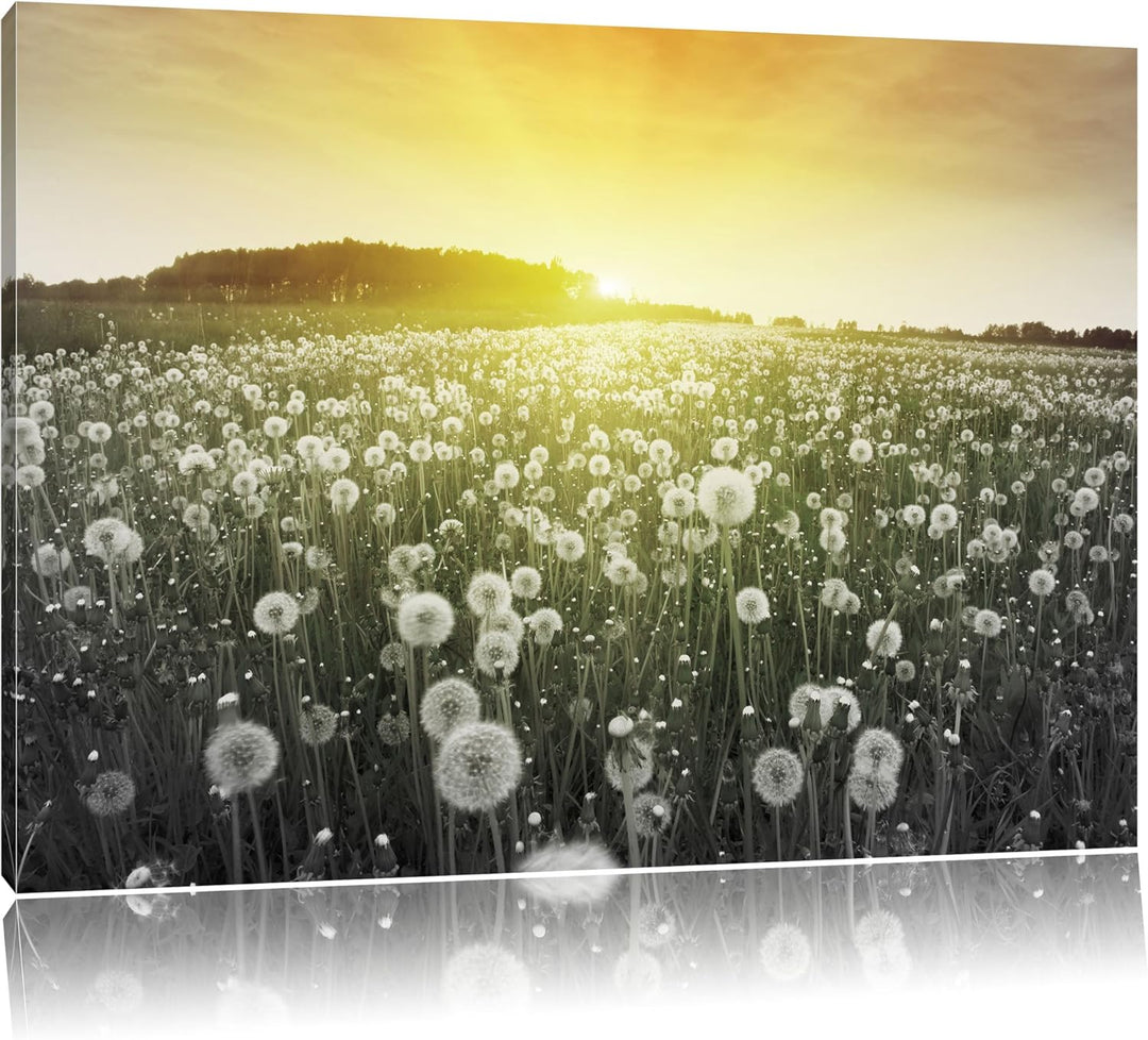 Pixxprint Pusteblumen Sonnenuntergang als Leinwandbild/Grösse: 100x70 / Wandbild/Kunstdruck/fertig b