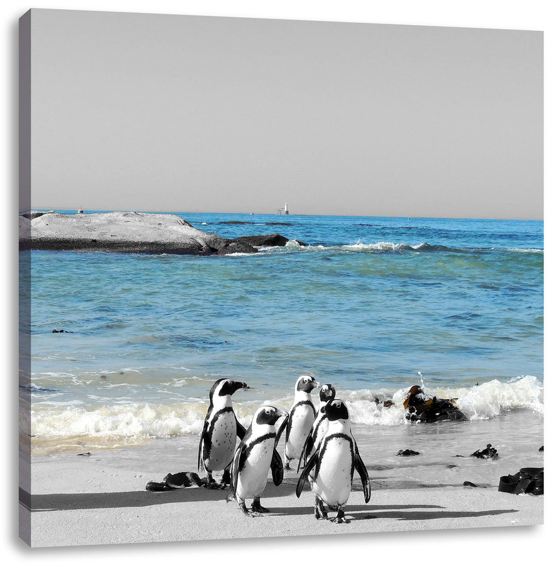 lustige Pinguine am Strand als Leinwandbild Quadratisch/Grösse: 70x70 / Wandbild/Kunstdruck/fertig b