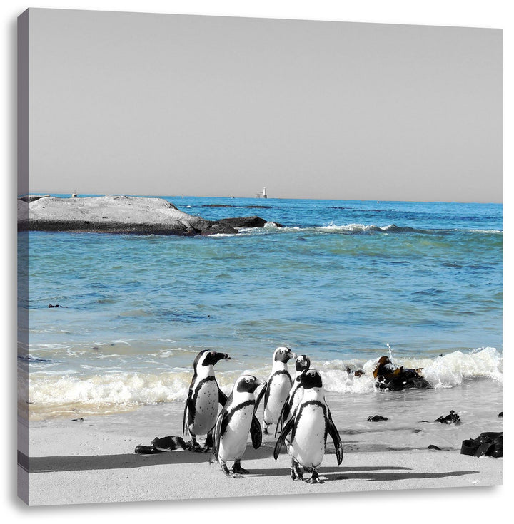 lustige Pinguine am Strand als Leinwandbild Quadratisch/Grösse: 70x70 / Wandbild/Kunstdruck/fertig b
