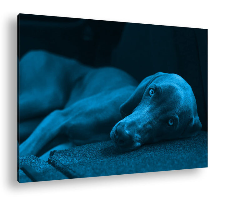 niedlicher treuer Hund auf dem Sofa Format 80x60 Effekt: Monocrome Blau als Leinwandbild, Motiv fert