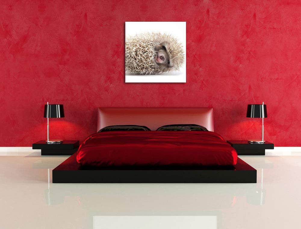 Pixxprint Kleiner niedlicher Baby Igel als Leinwandbild/Grösse: 70x70 cm/Wandbild/Kunstdruck/fertig