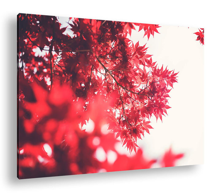 deyoli durch das rotschimmernde Blättergestrüpp Format: 80x60 als Leinwandbild, Motiv fertig gerahmt