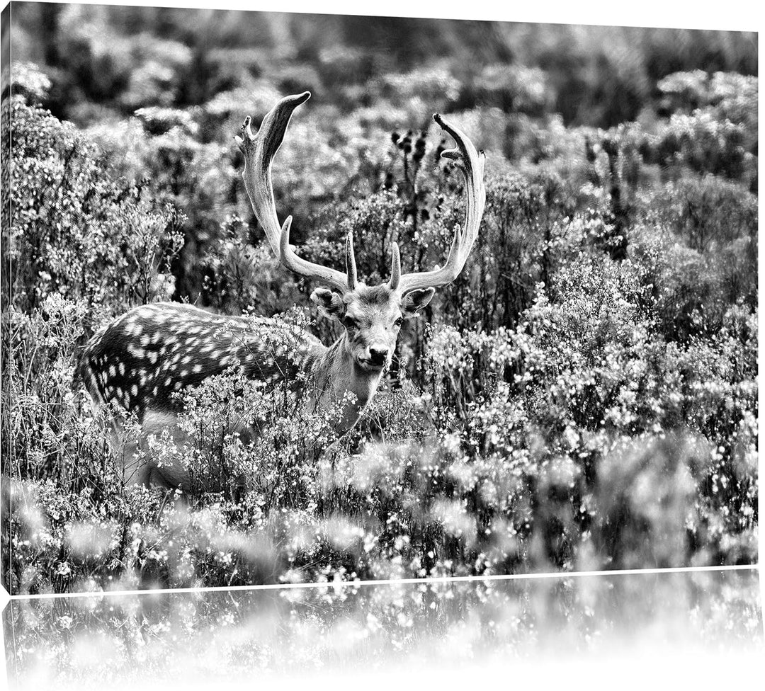 Pixxprint Axishirsch auf Wildwiese / 100x70cm Leinwandbild bespannt auf Holzrahmen/Wandbild Kunstdru