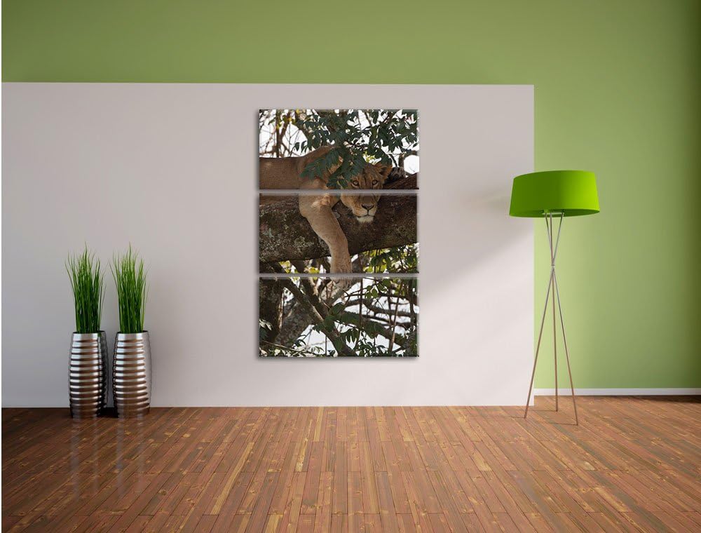 Pixxprint schönes Löwenweibchen schläft auf Baum 3-Teiler Leinwandbild 120x80 Bild auf Leinwand