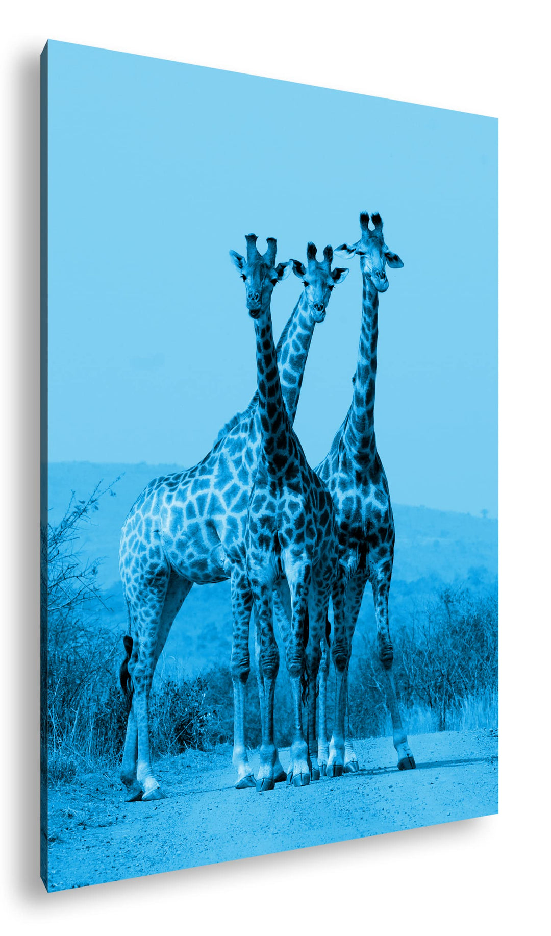 deyoli süsse Giraffen Format: 100x70 Effekt: Monocrome Blau als Leinwand, Motiv fertig gerahmt auf E