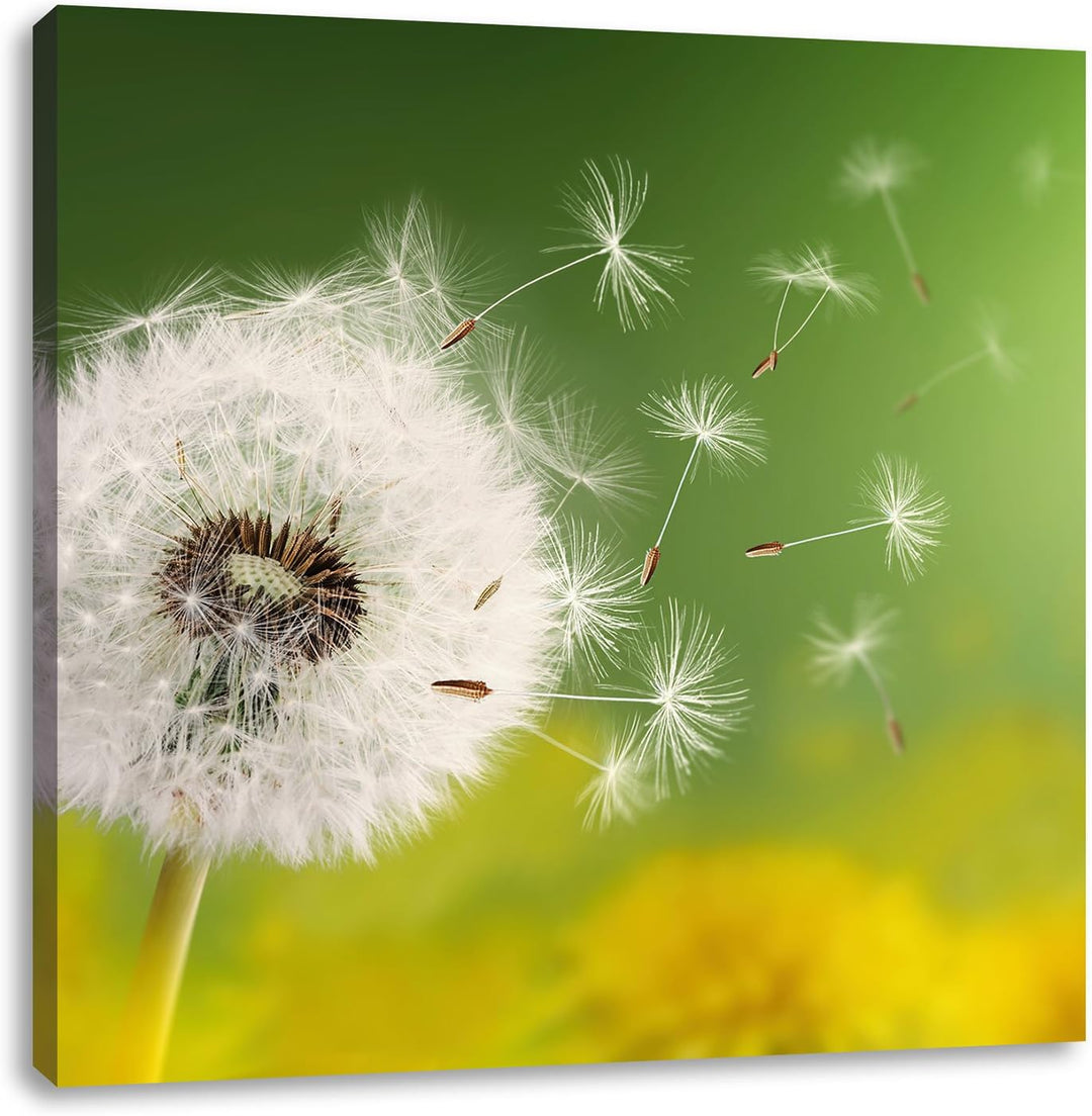Pixxprint Löwenzahn Samen, Format: 70x70 auf Leinwand, XXL riesige Bilder fertig gerahmt mit Keilrah