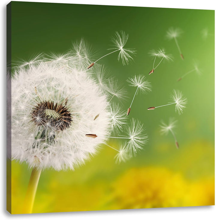 Pixxprint Löwenzahn Samen, Format: 70x70 auf Leinwand, XXL riesige Bilder fertig gerahmt mit Keilrah