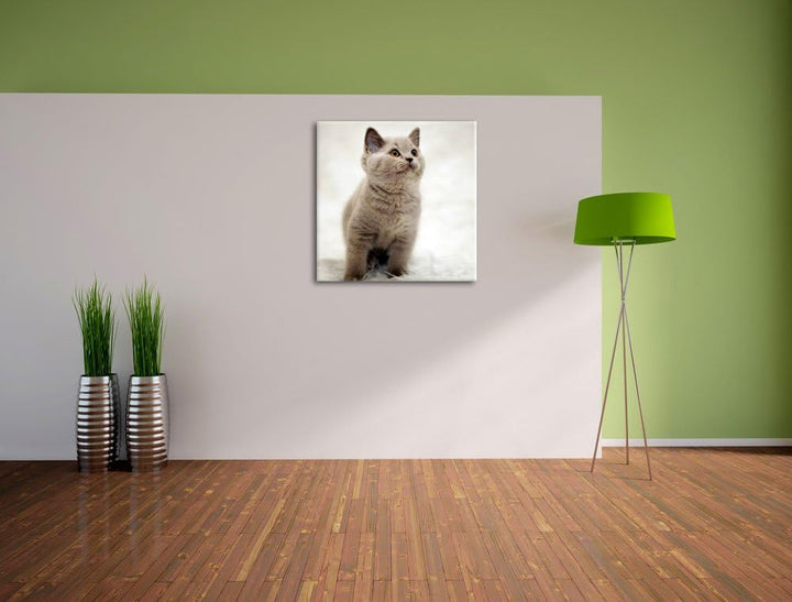 Pixxprint Niedliches Katzenbaby auf Teppich als Leinwandbild/Grösse: 70x70 cm/Wandbild/Kunstdruck/fe