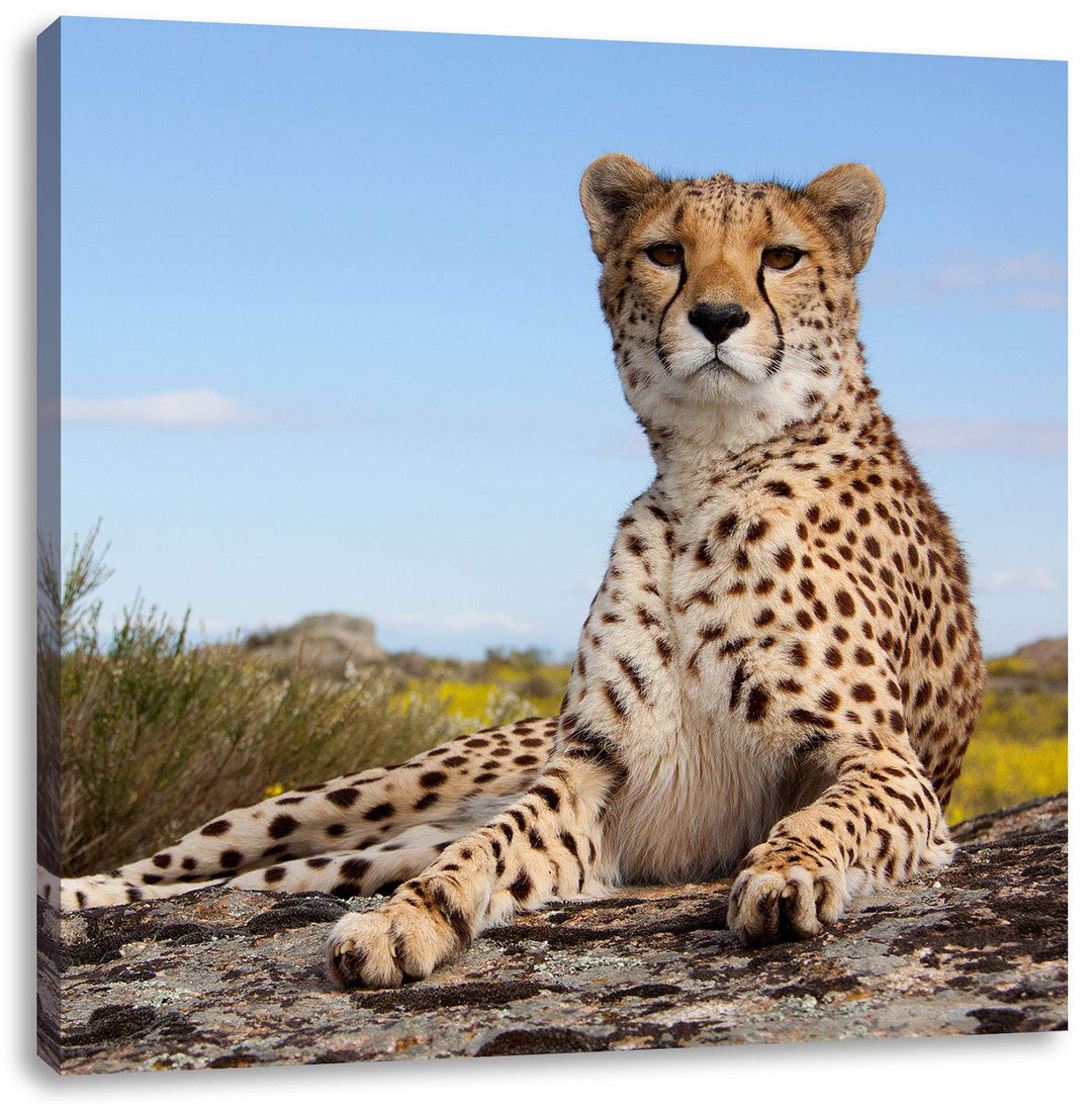 Gepard in Savanne, Format: 70x70 auf Leinwand, XXL riesige Bilder fertig gerahmt mit Keilrahmen, Kun