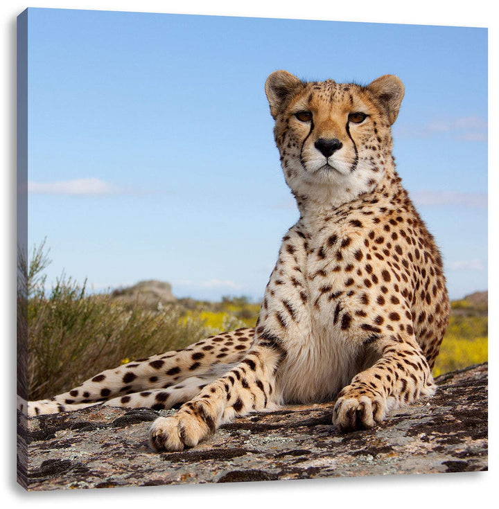 Gepard in Savanne, Format: 70x70 auf Leinwand, XXL riesige Bilder fertig gerahmt mit Keilrahmen, Kun