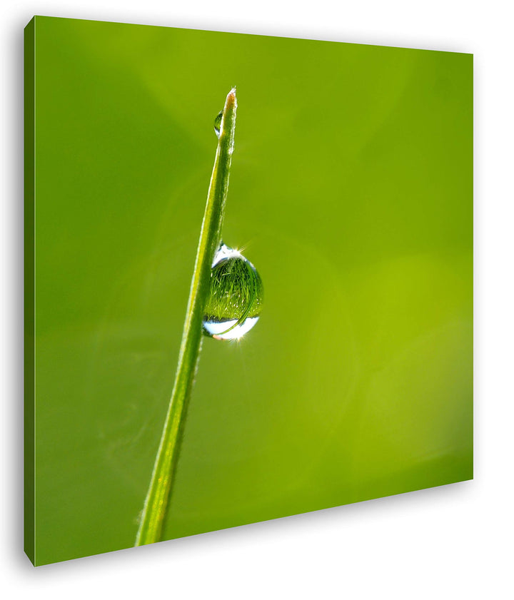 deyoli einzelner Grashalm mit Regentropfen Format: 60x60 als Leinwandbild, Motiv fertig gerahmt auf