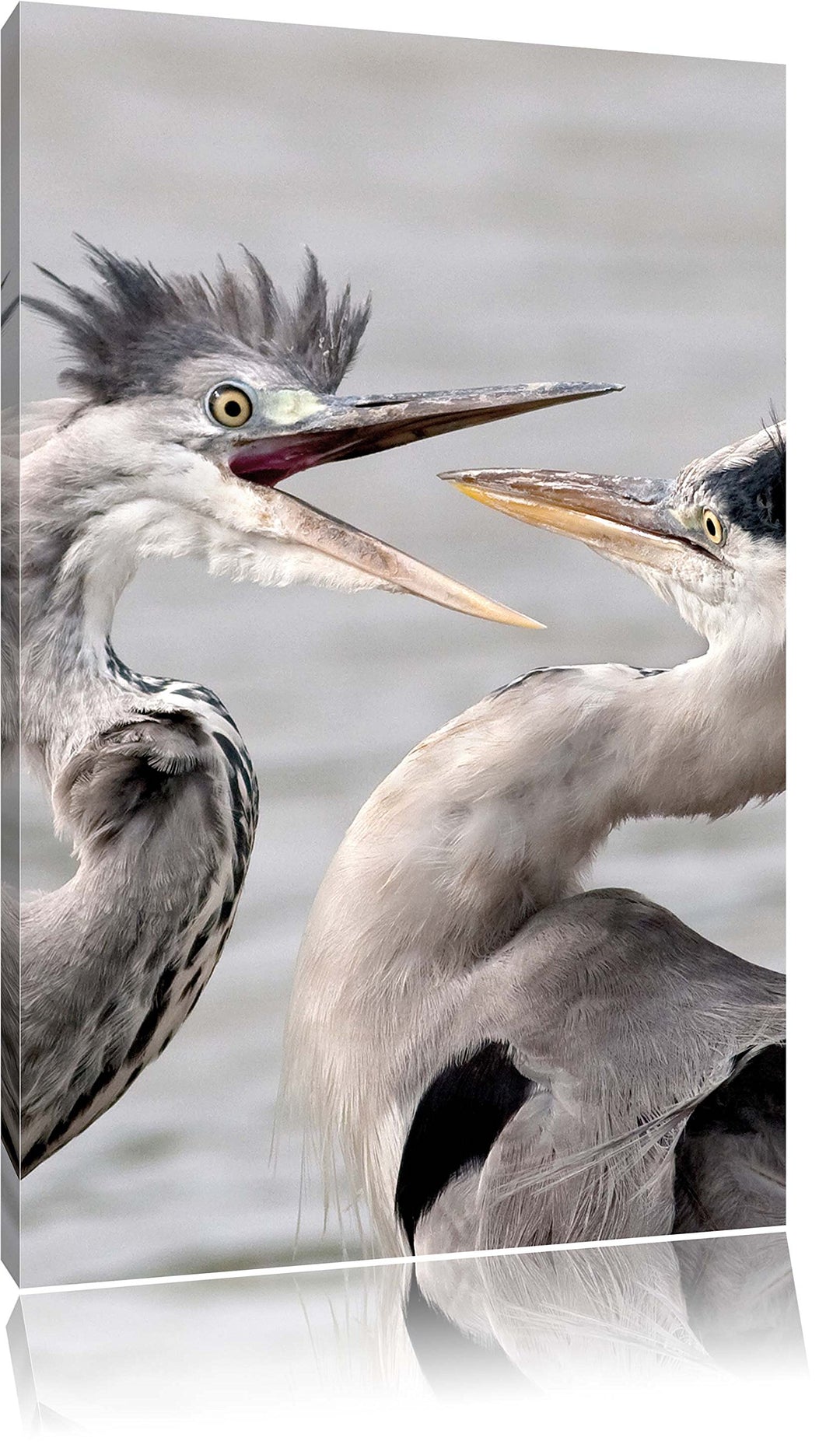 Pixxprint Zankende Vögel, Format: 100x70 auf Leinwand, XXL riesige Bilder fertig gerahmt mit Keilrah