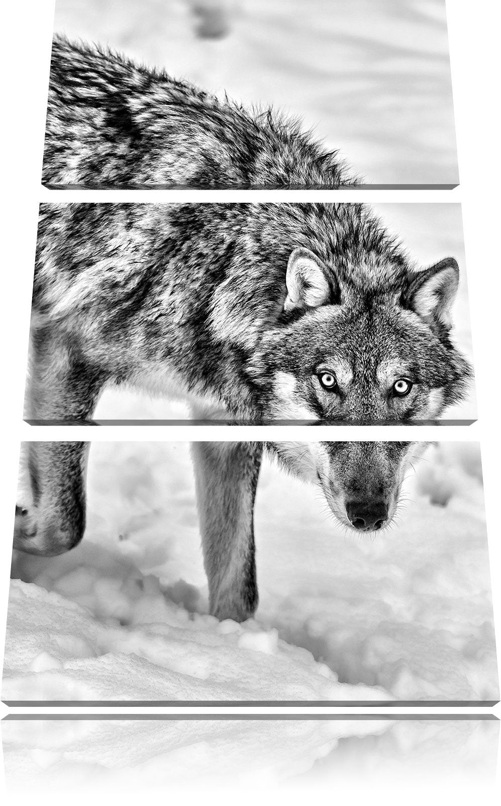 Pixxprint seltener Wolf im Schnee als Leinwandbild/Grösse: 3 Teilig (120x80) cm/Wandbild/Kunstdruck/