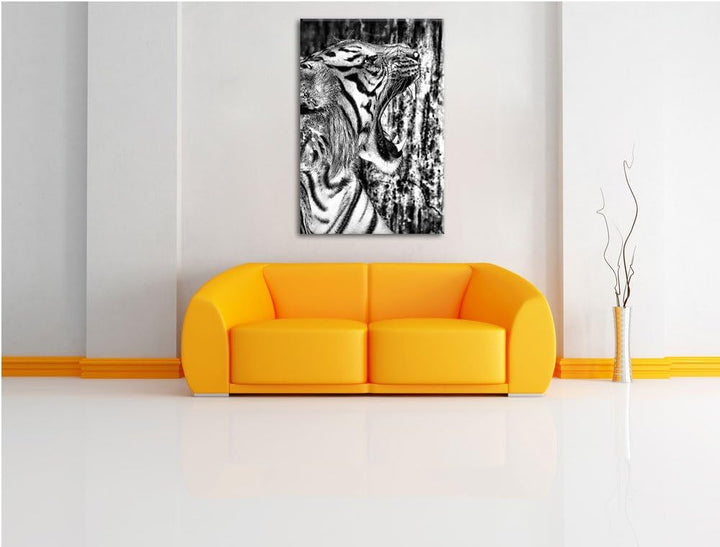 Pixxprint Monocrome, Brüllender Tiger, Format: 100x70 auf Leinwand, 100x70