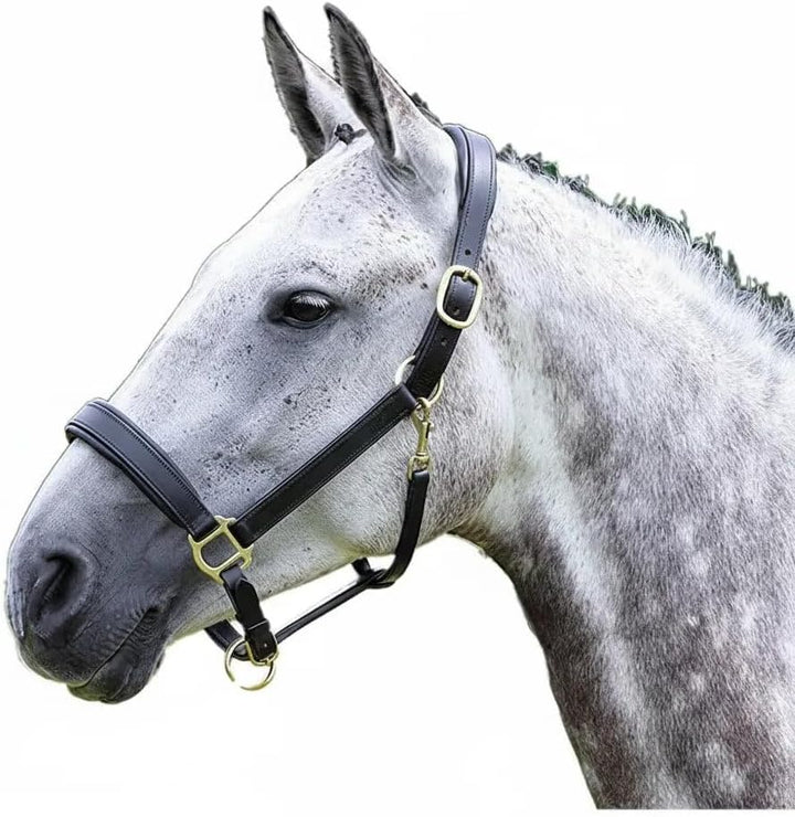 Shires Leder Travel Halfter Schwarz COB, Schwarz COB