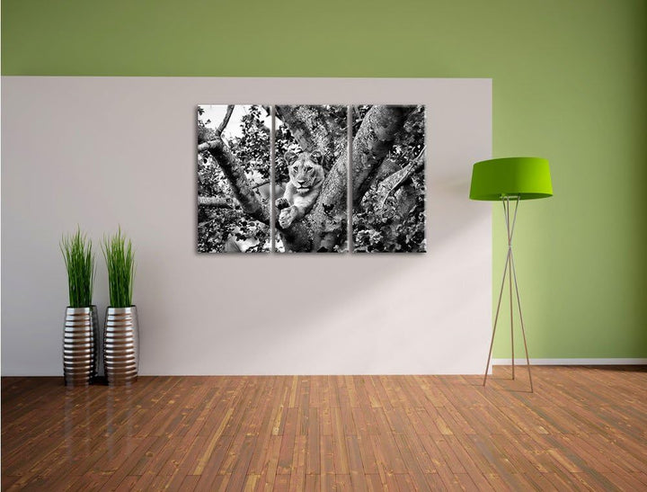 Pixxprint schöne Löwin auf Baum als Leinwandbild/Grösse: 3 Teilig (120x80) cm/Wandbild/Kunstdruck/fe