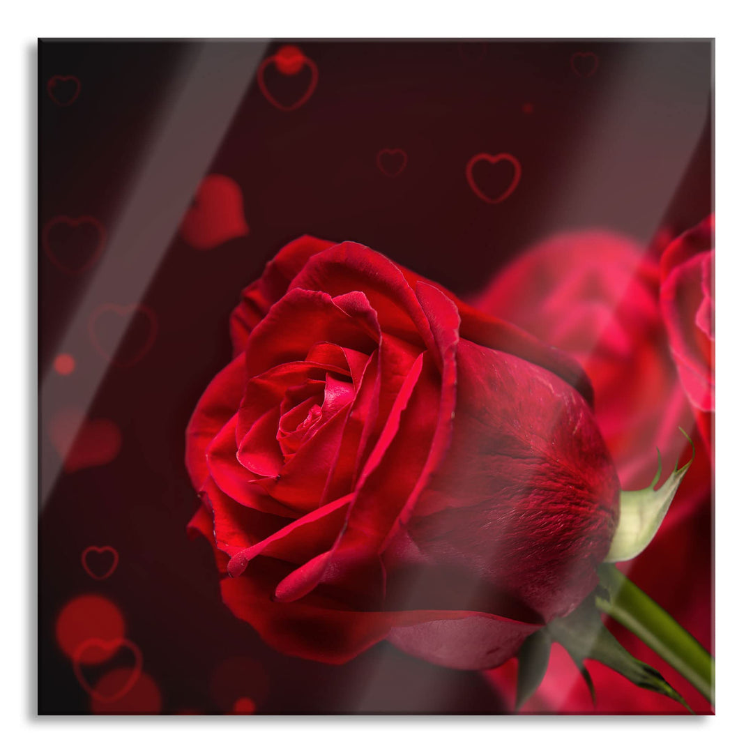 Pixxprint Glasbild | Wandbild auf Echtglas | Rosen | 50x50 cm | inkl. Aufhängung und Abstandshalter,