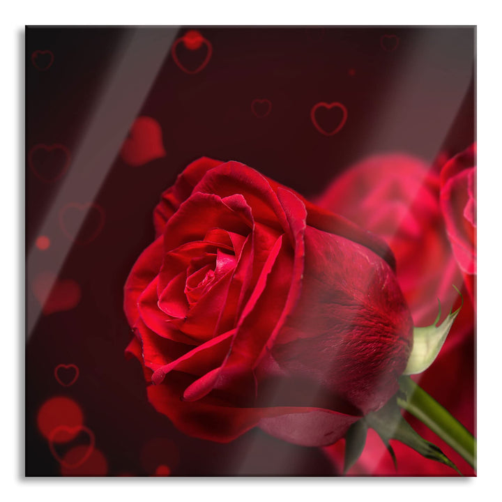 Pixxprint Glasbild | Wandbild auf Echtglas | Rosen | 50x50 cm | inkl. Aufhängung und Abstandshalter,