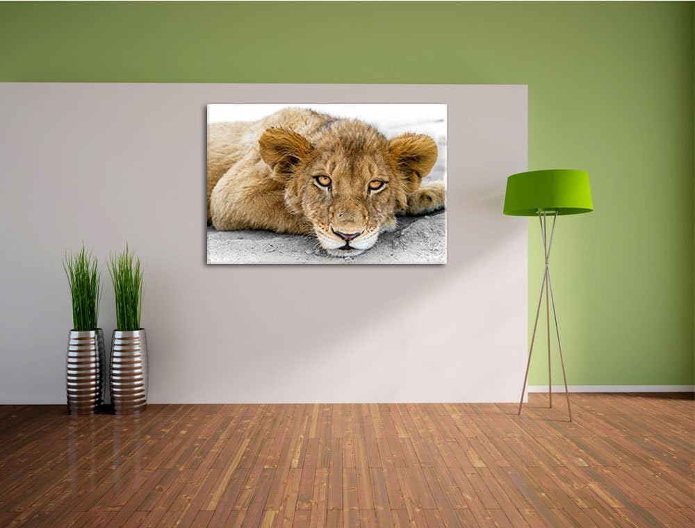 schläfriger junger Löwe schwarz/weiss Format: 100x70auf Leinwand, XXL riesige Bilder fertig gerahmt