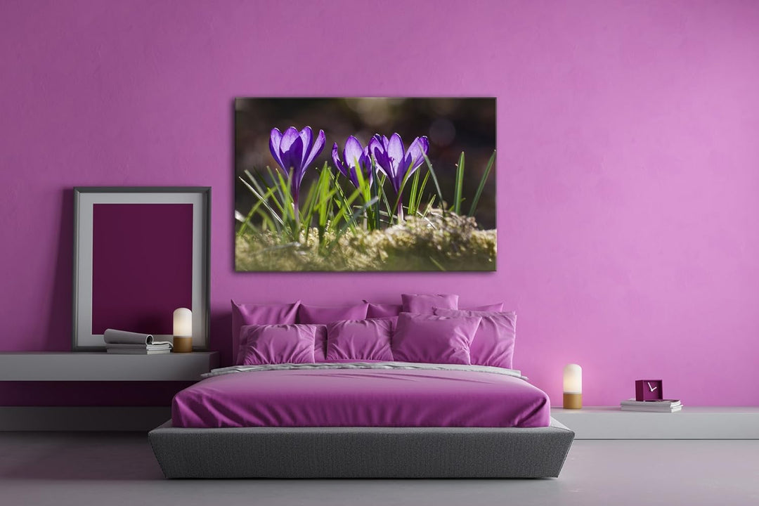 deyoli beeindruckende Krokusse im Frühling Format: 80x60 als Leinwandbild, Motiv fertig gerahmt auf