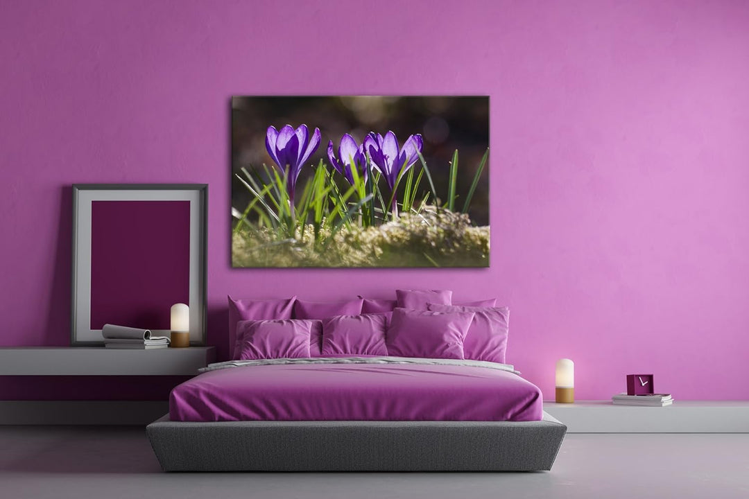 deyoli beeindruckende Krokusse im Frühling Format: 100x70 als Leinwandbild, Motiv fertig gerahmt auf