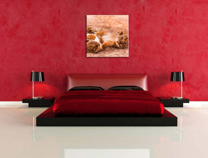Spielende Löwenjungen, Format: 70x70 auf Leinwand, XXL riesige Bilder fertig gerahmt mit Keilrahmen,