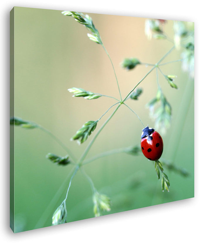 deyoli Kleiner roter Marienkäfer Format: 60x60 als Leinwandbild, Motiv fertig gerahmt auf Echtholzra