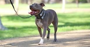 Cesar Millan Pack Leader Collar™ - Trainingshalsband des Hundeflüsterers Cesar Millan (Mittel, Blau)
