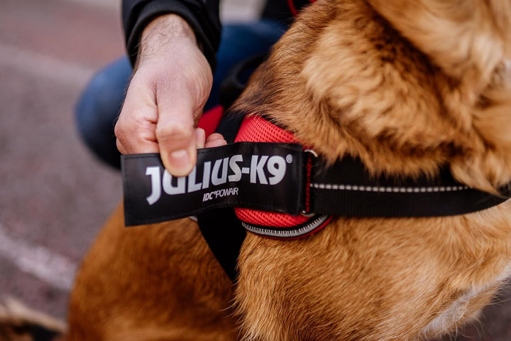 JULIUS K-9 Hundegeschirr, Neon, 2XL/3 Neon 2XL/3, Neon 2XL/3