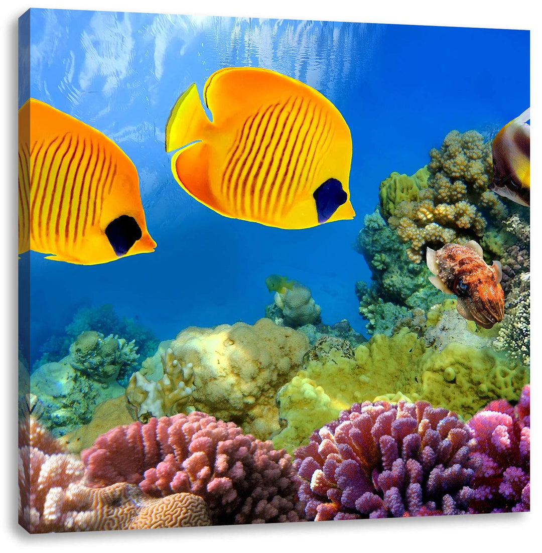 Pixxprint Fische Korallenriff als Leinwandbild/Grösse: 70x70 cm/Wandbild/Kunstdruck/fertig bespannt,