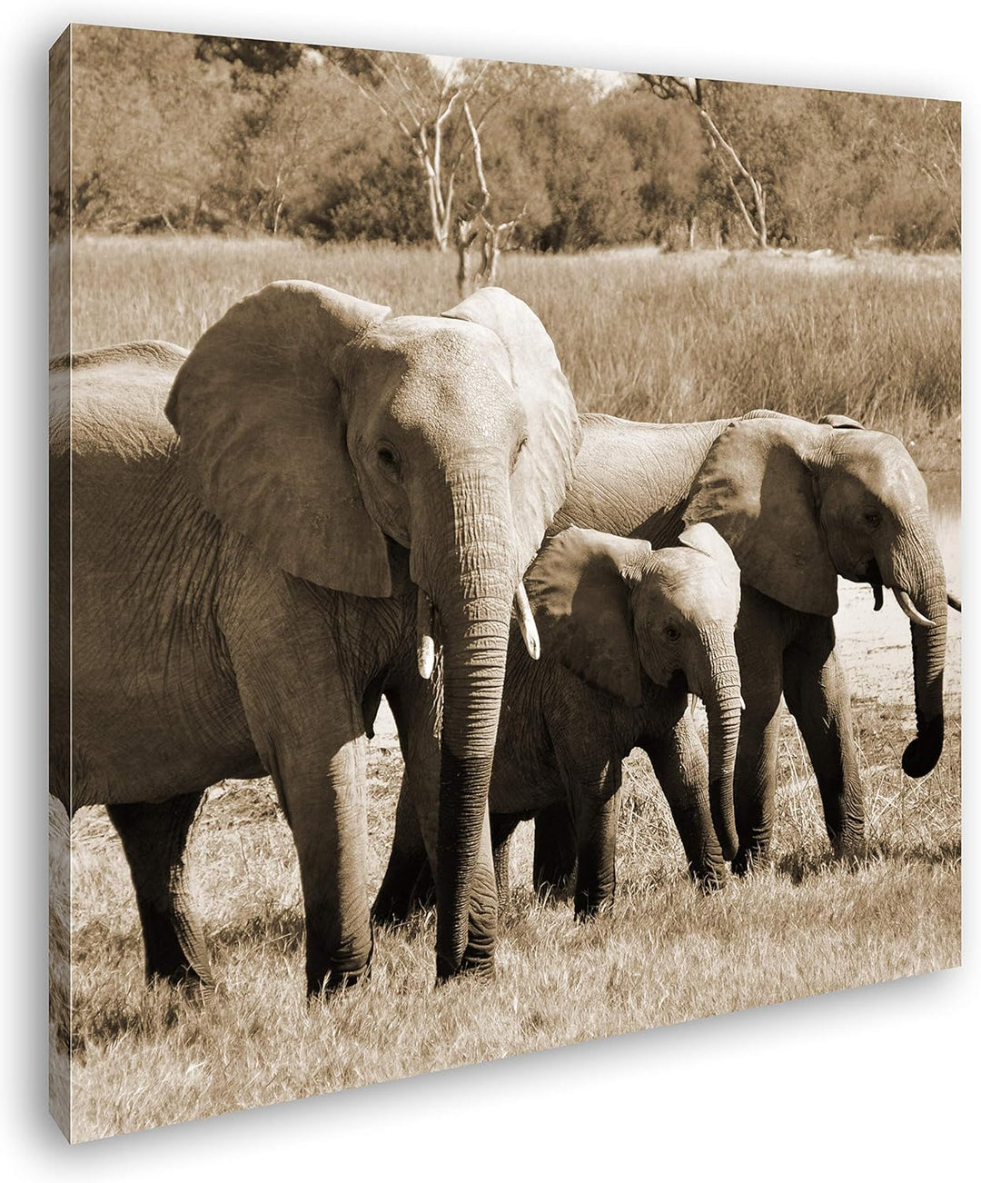 deyoli Elefantenfamilie Format: 60x60 Effekt: Sepia als Leinwandbild, Motiv fertig gerahmt auf Echth
