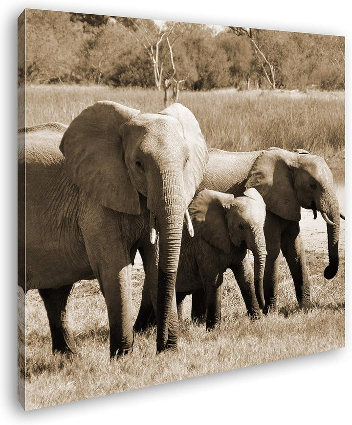 deyoli Elefantenfamilie Format: 60x60 Effekt: Sepia als Leinwandbild, Motiv fertig gerahmt auf Echth