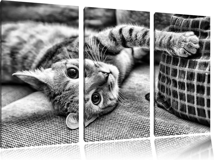 Pixxprint Süsses Kätzchen spielt als Leinwandbild/Grösse: 3 Teilig (120x80) cm/Wandbild/Kunstdruck/f