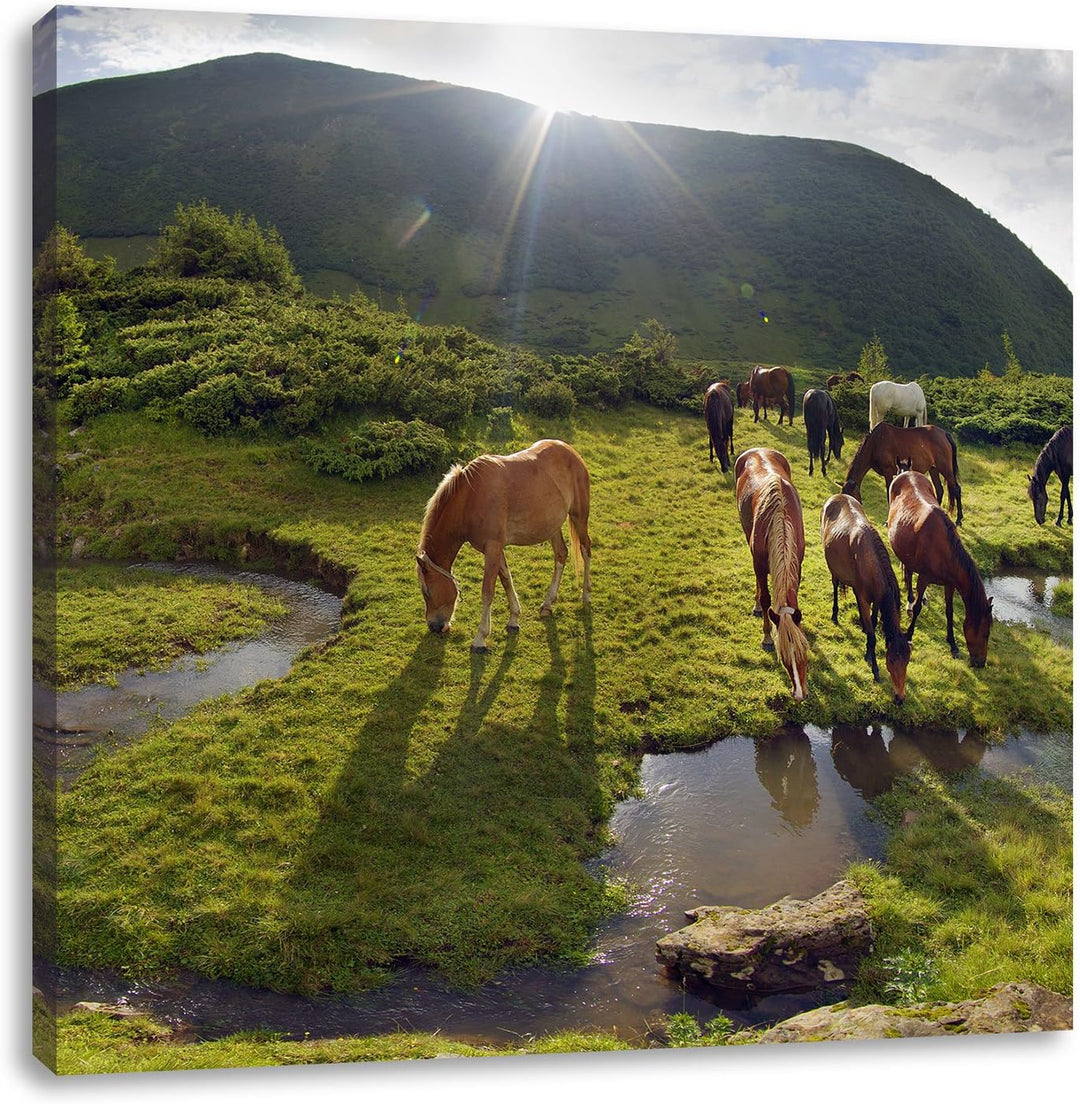 Pferde auf Wiese, Format: 70x70 auf Leinwand, XXL riesige Bilder fertig gerahmt mit Keilrahmen, Kuns