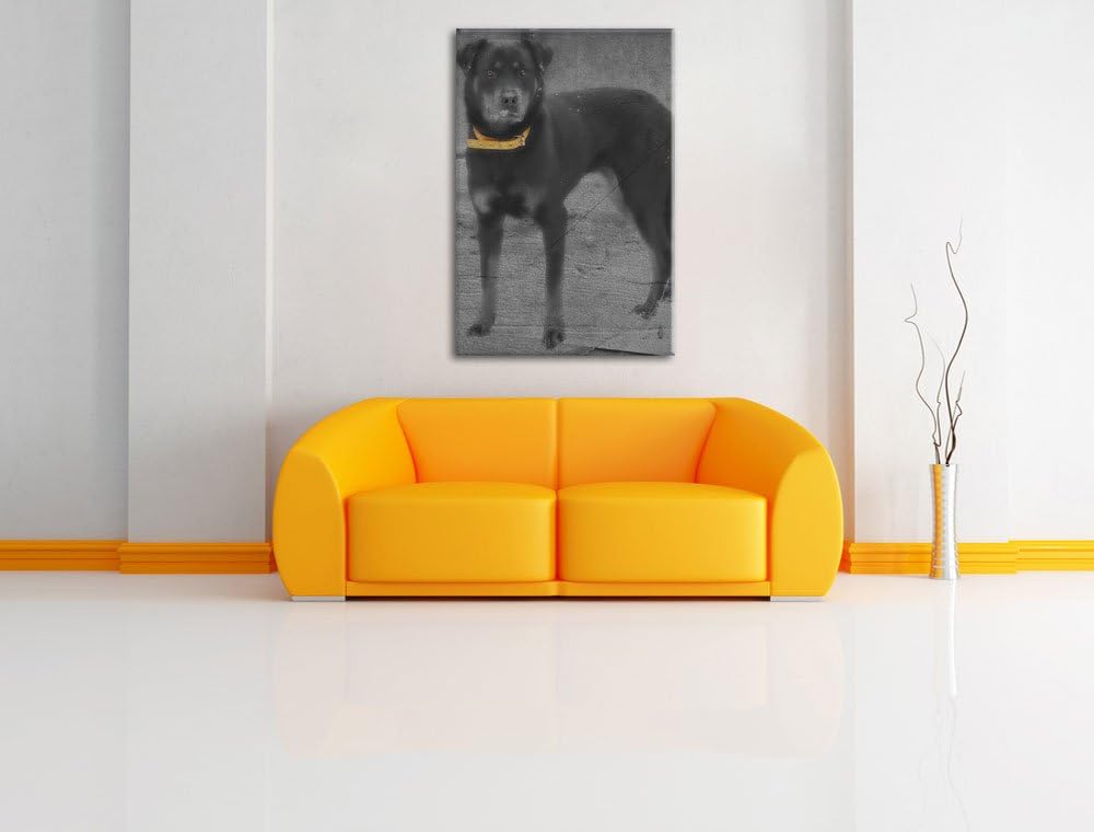 prächtiger grosser Rottweiler schwarz/weiss auf Leinwand, XXL riesige Bilder fertig gerahmt mit Keil
