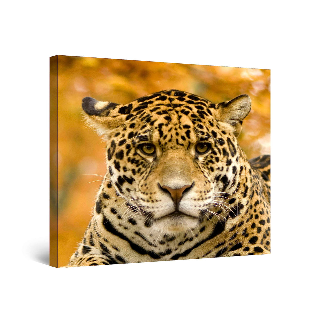 Startonight Bilder Jaguar, Leinwandbilder Moderne Kunst, Tiere Wanddeko Kunstdrucke, Wandbilder 80 x