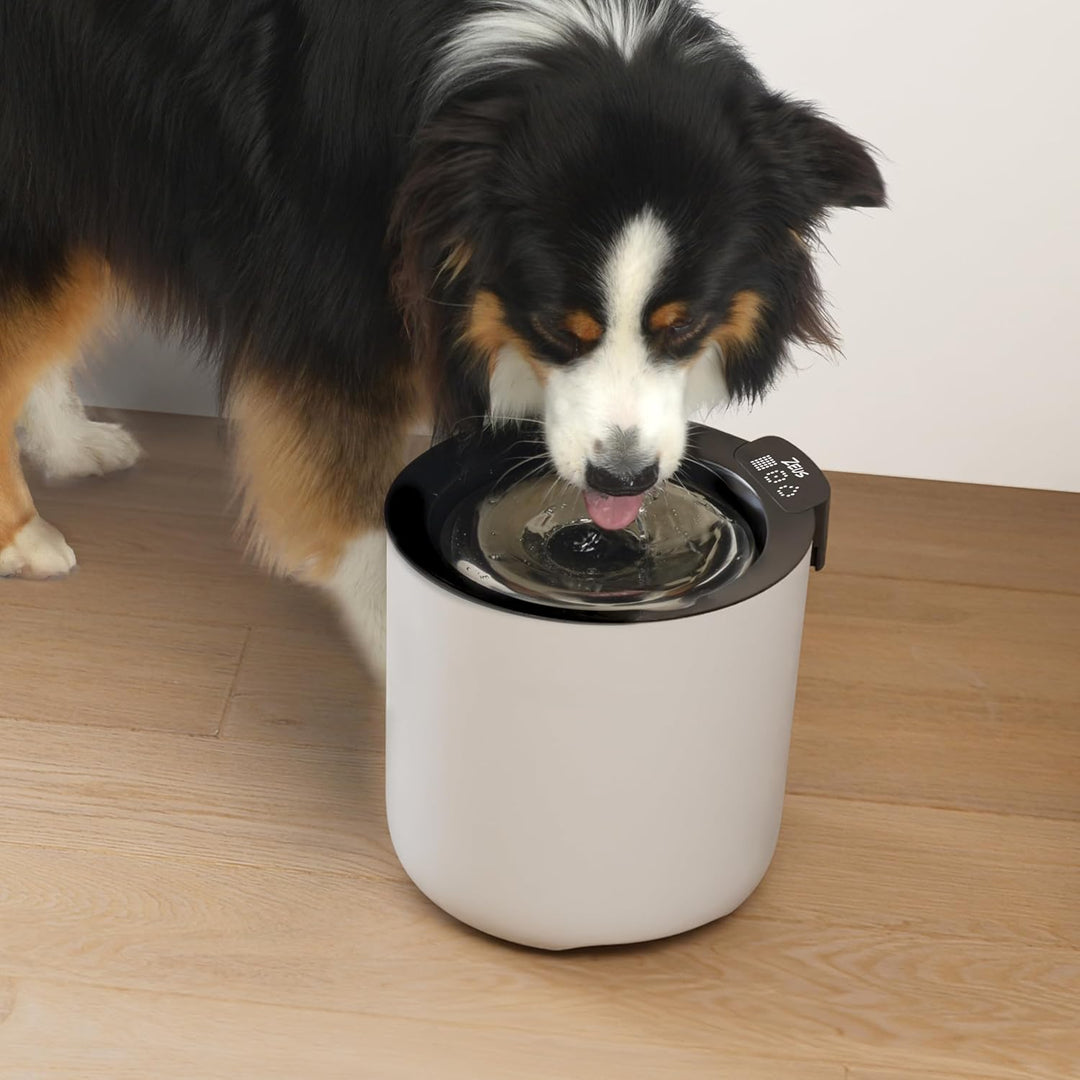 Zeus Oasis Plus Smart Fountain, 6l
