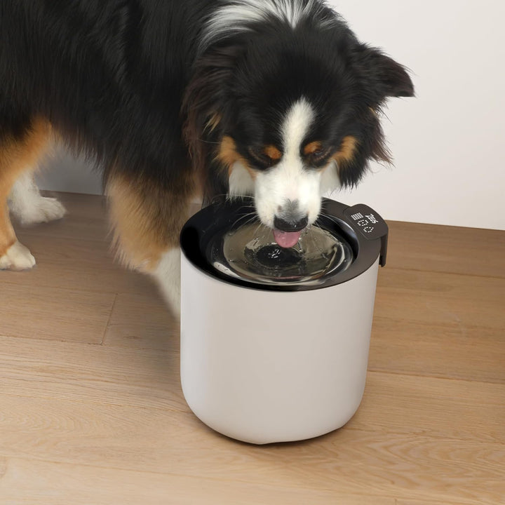 Zeus Oasis Plus Smart Fountain, 6l