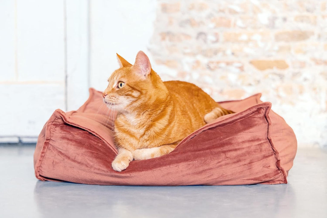Designed by Lotte Velveti Liegekissen, Katze, Samt, pink, 50x50x20 cm Rosa L 50 x B 50 x H 20 cm, Ro