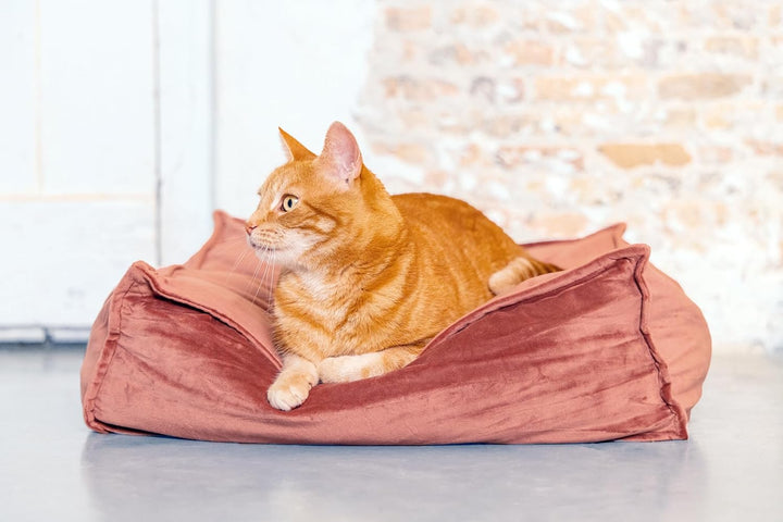 Designed by Lotte Velveti Liegekissen, Katze, Samt, pink, 50x50x20 cm Rosa L 50 x B 50 x H 20 cm, Ro