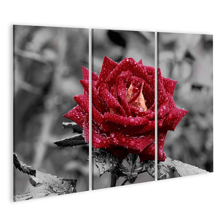 islandburner Bild auf Leinwand Rote Rose Mit Wassertropfen Auf Grauem Hintergrund Bilder Wandbilder